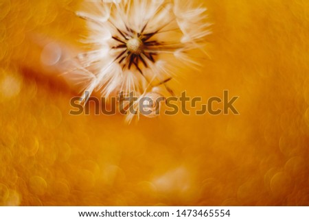 Similar – Image, Stock Photo honey yellow Wellness Life