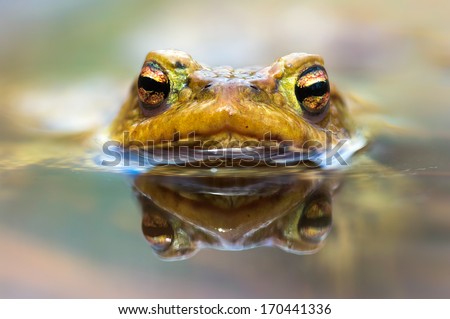 Macro shot of a  male toad in water