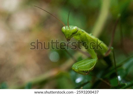 A macro shot of a mantis perched on a leafy green plant