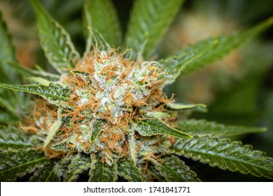 Macro shot of Marijuana flower with crystal resin coating of cannabis plant containing CBD THC terpenes & cannabinoids ingredient