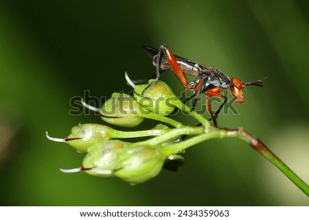 macro shot Marsh fly (Sciomyzidae)