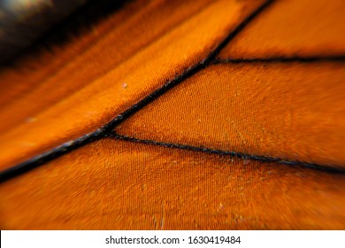 Macro Shot Of A Monarch Butterfly Wing Texture.