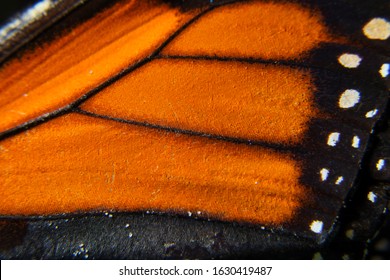 Macro Shot Of A Monarch Butterfly Wing Texture.