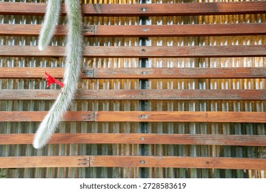 Macro shot of Monkey Tail Cactus (Hildewintera colademononis) with a vibrant red flower blooming on a wooden louver fence. Detailed texture of white hairy spines and natural wood background.