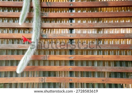 Macro shot of Monkey Tail Cactus (Hildewintera colademononis) with a vibrant red flower blooming on a wooden louver fence. Detailed texture of white hairy spines and natural wood background.