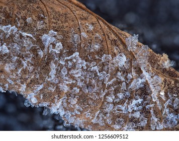 Macro Shot Of Morning Frost Built Up On A Leaf In The Winter.