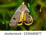 macro shot of a Moth