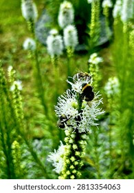 Macro shot of multiple pollinators including bumblebees and a honeybee gathering nectar on a white liatris spicata flower.