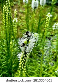 Macro shot of multiple pollinators including bumblebees and a honeybee gathering nectar on a white liatris spicata flower.