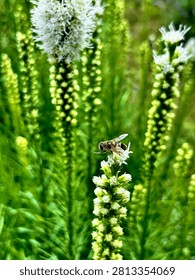 Macro shot of multiple pollinators including bumblebees and a honeybee gathering nectar on a white liatris spicata flower.