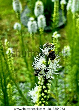 Macro shot of multiple pollinators including bumblebees and a honeybee gathering nectar on a white liatris spicata flower.