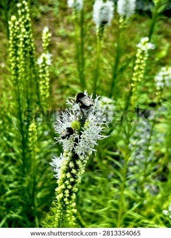 Macro shot of multiple pollinators including bumblebees and a honeybee gathering nectar on a white liatris spicata flower.