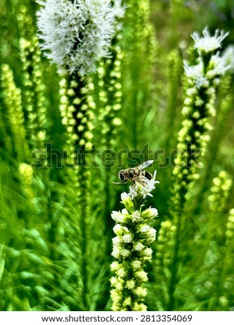 Macro shot of multiple pollinators including bumblebees and a honeybee gathering nectar on a white liatris spicata flower.