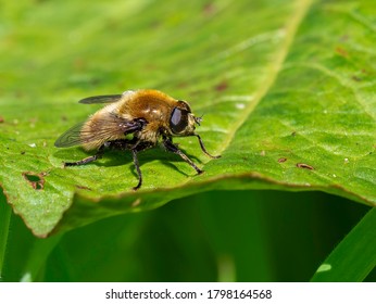 A macro shot of a narcissus bulb fly (Merodon equestris) seen resting on a leaf in late Spring.