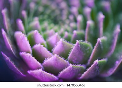 Macro shot of neon succulent with shallow depth of field. Plant closeup with pink and purple lights. Vibrant tropical photo.