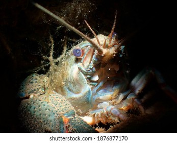 A Macro Shot Of A Noble Crayfish In A River Against A Dark Background