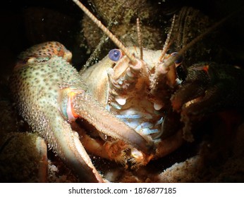 A Macro Shot Of A Noble Crayfish In A River Against A Dark Background