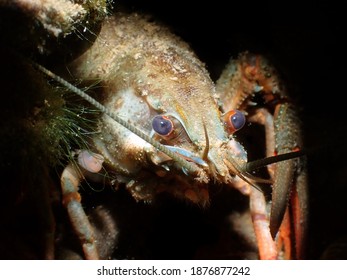 A Macro Shot Of A Noble Crayfish In A River Against A Dark Background