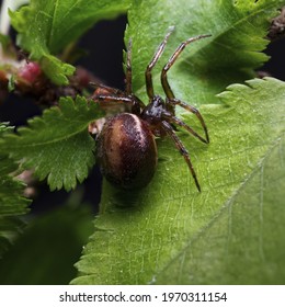 Macro Shot Of A Noble False Widow Spider