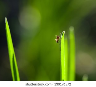 Macro Shot Of Northern House Mosquito (Culex Pipiens) Sitting On Green Grass Blade