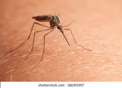 Macro Shot Of Northern House Mosquito (Culex Pipiens) Sitting On Human Skin 