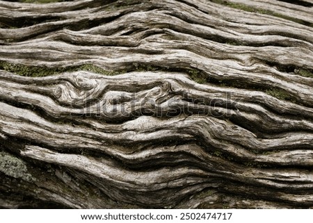 Macro shot of an old fall tree trunk in the forest