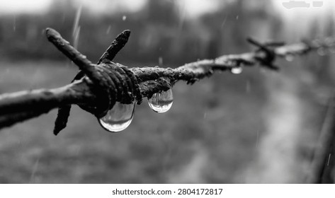 A macro shot of old, rusty barbed wire with large water droplets clinging to it, set against a blurred, rainy background.