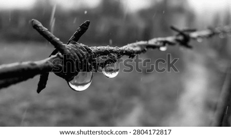A macro shot of old, rusty barbed wire with large water droplets clinging to it, set against a blurred, rainy background.