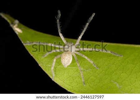 Macro shot of Olios milleti, a huntsman spider, with its distinctive long legs splayed on a leaf.