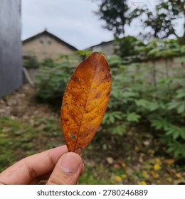 Macro shot of an orange dry leaf held by hand with green natural background and shallow depth of field.