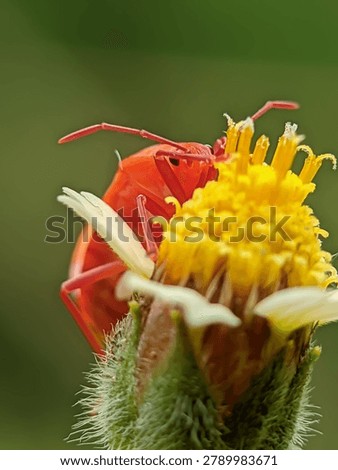 Macro shot of an orange Hemiptera bug exploring a yellow flower bud in the wild