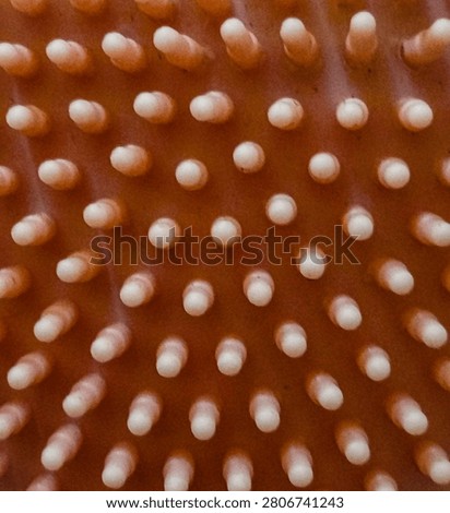 Macro shot of an orange silicone surface with rows of soft white rounded nubs.