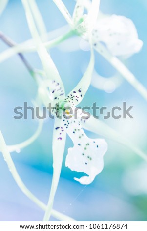 Similar – Wild white flowers lily of the valley