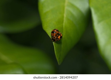 Macro shot of a pair of ladybugs mating on a green leaf tip with a large green copy space background for text.