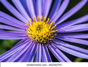 A Macro Shot Of A Pale Blue Aster Frikartii Monch Bloom.