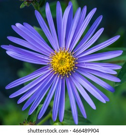 A Macro Shot Of A Pale Blue Aster Frikartii Monch Bloom.