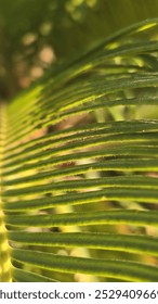 Macro shot of palm leaf texture