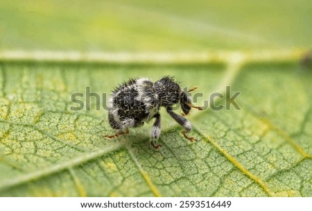 Macro Shot of Panda Weevil (Eupholus linnei) with Unique Black and White Pattern on Leaf – Detailed Insect Close-up