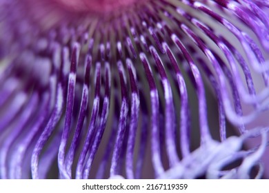 Macro shot of a passionflower flower using Fujifilm