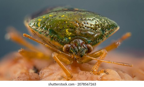 A Macro Shot Of A Pentatomoidea Green Insect