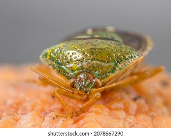 A Macro Shot Of A Pentatomoidea Green Insect