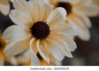 A Macro Shot Of A Perennial Sunflower Outdoors