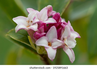 Daphne の画像 写真素材 ベクター画像 Shutterstock