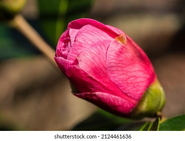 A Macro Shot Of A Pink Camellia Bush Bloom.