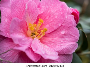 A Macro Shot Of A Pink Camellia Bush Bloom.