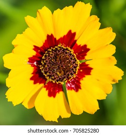 A Macro Shot Of A Plains Coreopsis Bloom.