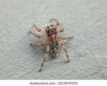 macro shot of Plexippus paykulli spider crawling on the wall of a house