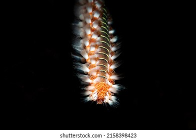 A Macro Shot Of A Polychaeta Marine Worm On A Black Background