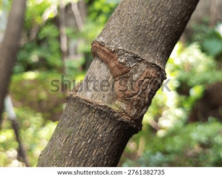 Macro shot of a pomelo tree trunk undergoing air layering propagation, showing a peeled bark section with exposed xylem and callus formation in an orchard.