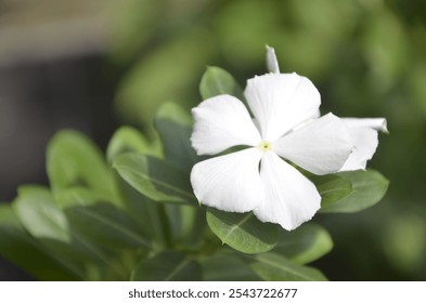 A macro shot of a pristine white periwinkle flower with vibrant green leaves, against a softly blurred background. Ideal for themes of nature, botany, and freshness in photography. - Powered by Shutterstock